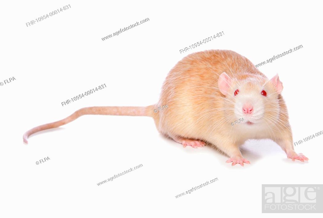 Stock Photo: Domestic Rat, albino adult, standing.