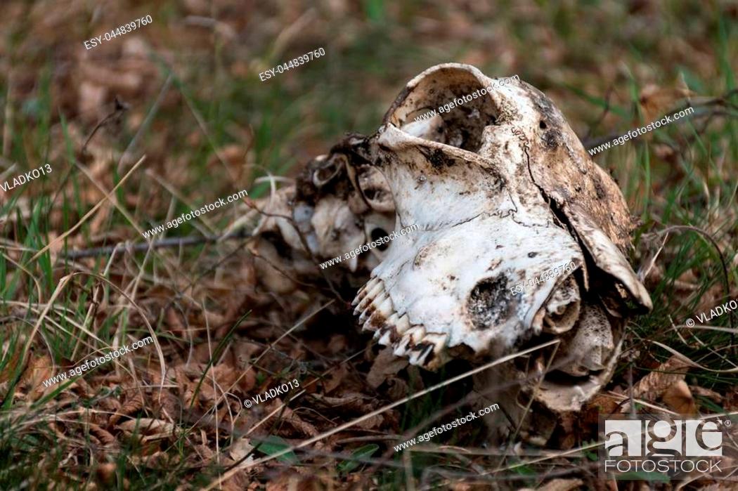Stained animal skull on the ground in nature, Stock Photo, Picture And Low  Budget Royalty Free Image. Pic. ESY-044839760 | agefotostock