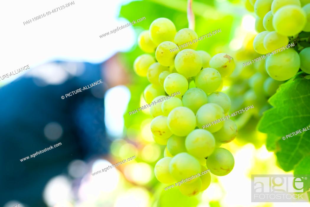 Stock Photo: 16 August 2019, Rhineland-Palatinate, Neustadt an der Weinstraße: Grapes of the ""Solaris"" variety hang in a vineyard in the Geinsheim district.