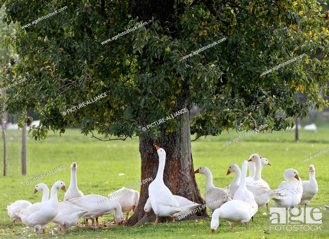 Stock Photo: 15 October 2019, North Rhine-Westphalia, Geldern: The free-range geese of farmer Georg Aengenheister graze under an old pear tree.