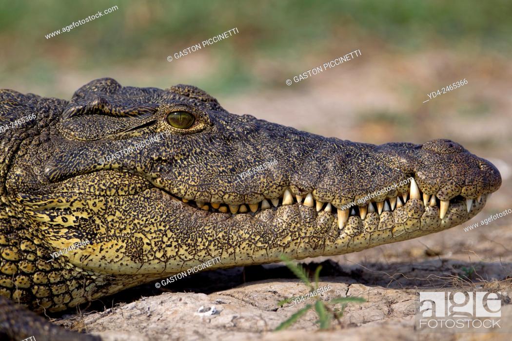 Photo de stock: Nile Crocodile (Crocodylus niloticus), Chobe River, Chobe National Park, Botswana.