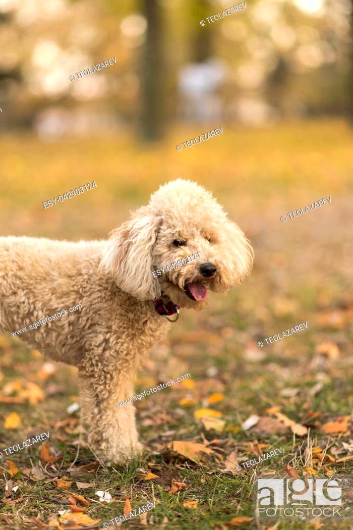 golden miniature poodle