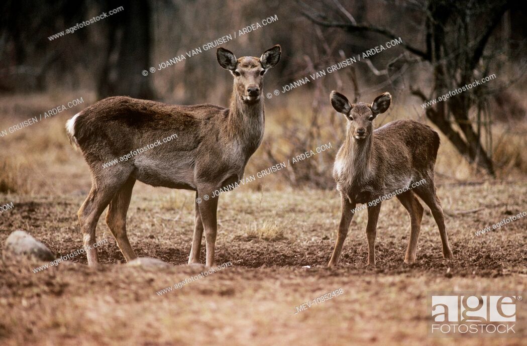 Hangul / Kashmir Deer - female with yearling (Cervus elaphus hanglu), Stock  Photo, Picture And Rights Managed Image. Pic. MEV-10852438 | agefotostock