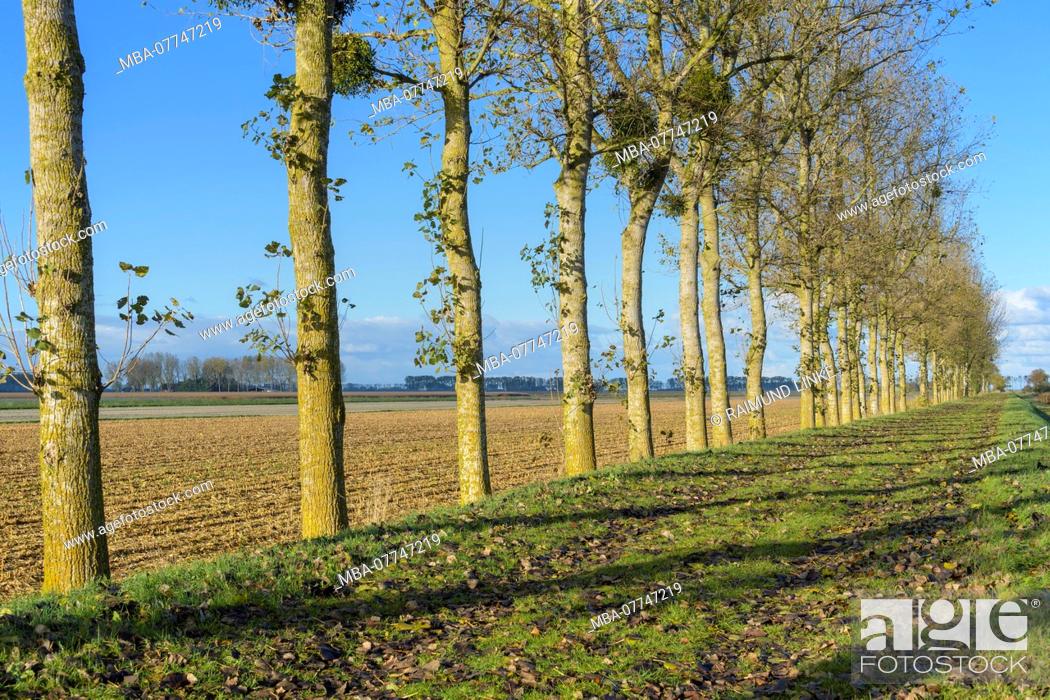 Stock Photo: Field path with poplar tree row in autumn, Mont-Saint-Michel, Manche department, Normandy, France.