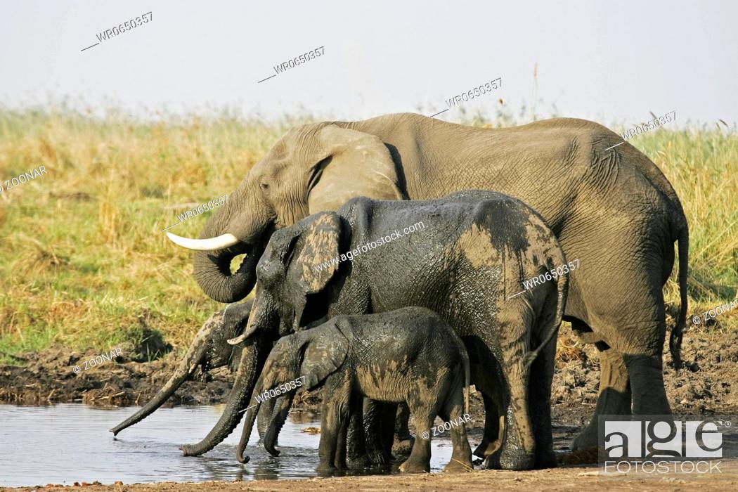 Stock Photo: Afrikanische Elefantenkuh Loxodonta africana, Muttertier mit Jungtieren beim Trinken am Linyanti, Chobe National Park, Botswana, Afrika, African Elephants.