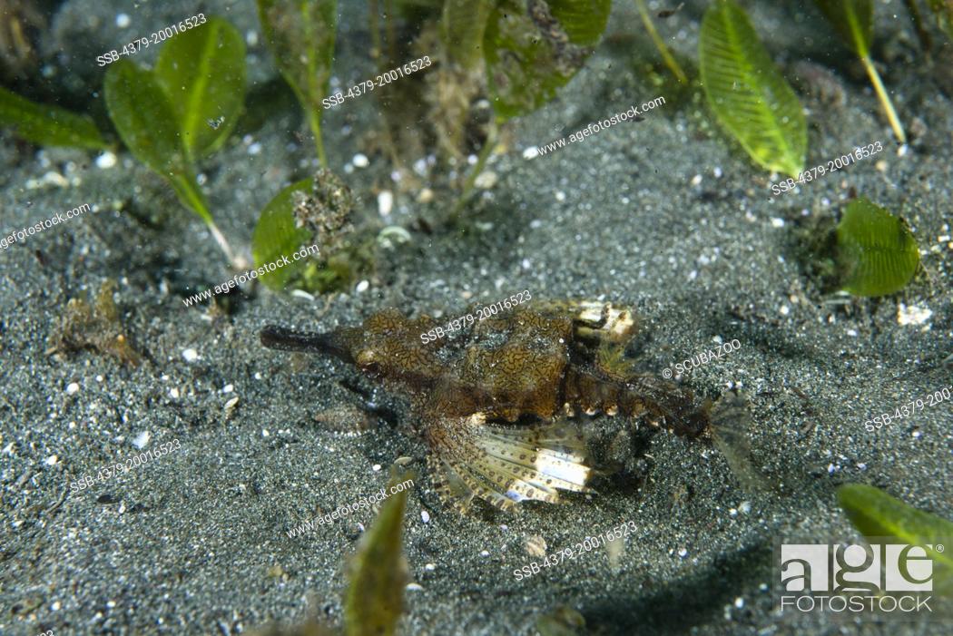 Stock Photo: Dragon sea moth, Eurypegasus draconis, on sand, Manado, Sulawesi, Indonesia.