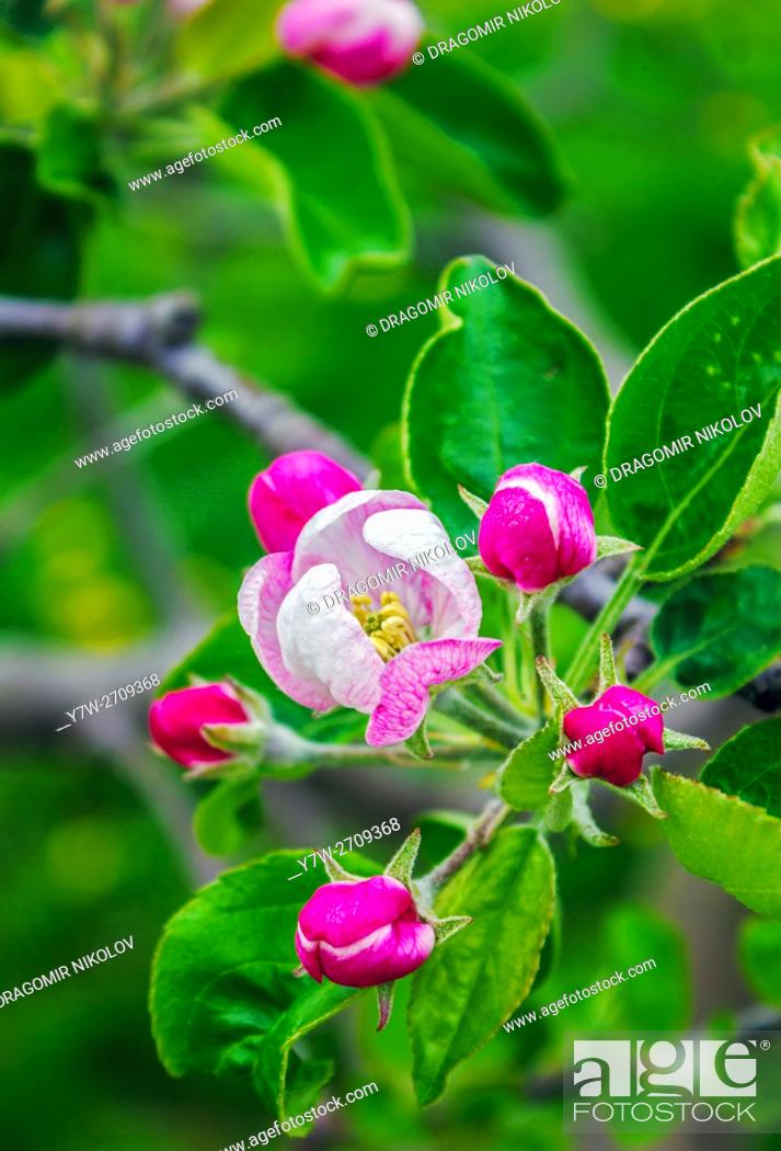 Stock Photo: Apple tree blossom. Spring in Bulgaria, Europe.