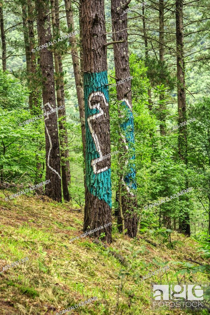 Stock Photo: Oma Forest. Forest painted by Agustin Ibarrola. Oma Valley. Kortezubi. Urdaibai Region. Bizkaia. Basque Country. Spain.
