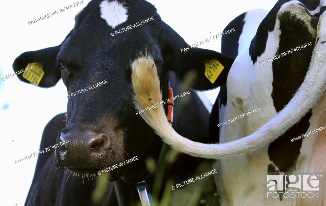 Stock Photo: 23 June 2019, Bavaria, Marktoberdorf: A cow waggles her tail on a pasture next to another cow to drive flies away. Photo: Karl-Josef Hildenbrand/dpa.
