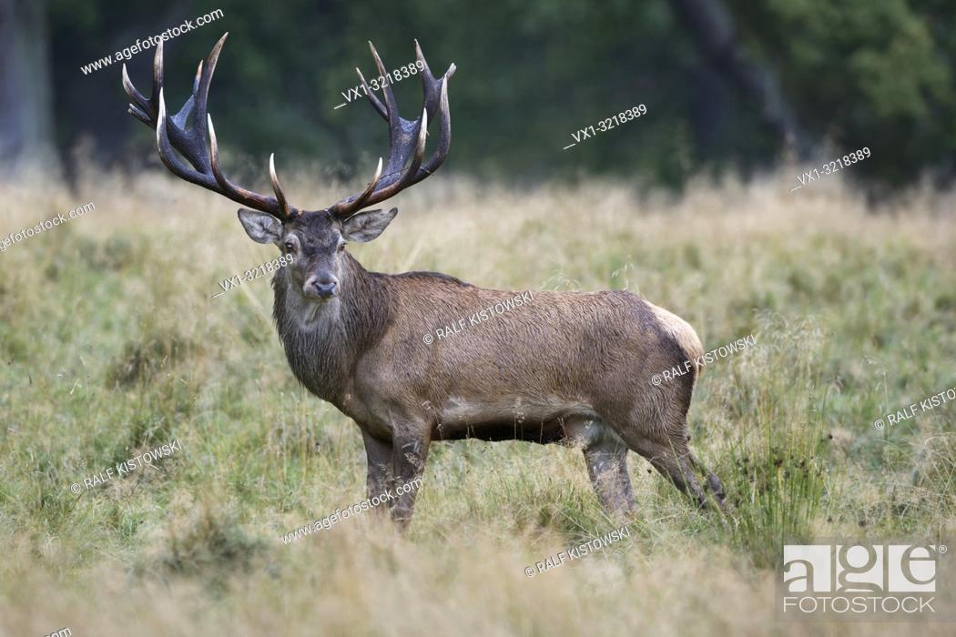 Stock Photo: Red Deer / Rothirsch ( Cervus elaphus ), impressive royal stag, standing on a clearing in the woods, watching back, side view, Europe.
