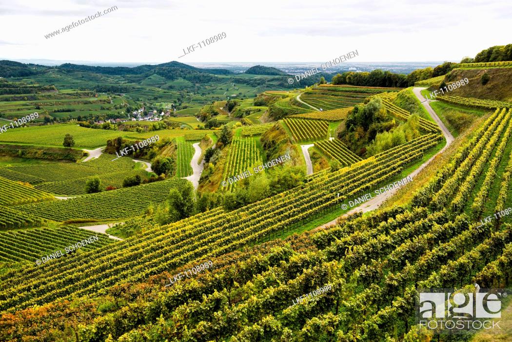 Stock Photo: Autumnal vineyards near Oberbergen, Kaiserstuhl, Baden-Wuerttemberg, Germany.