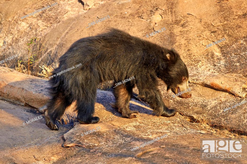 Asia, India, Karnataka, Sandur Mountain Range, Sloth bear Melursus ursinus,  Stock Photo, Picture And Rights Managed Image. Pic. D88-2426615 |  agefotostock