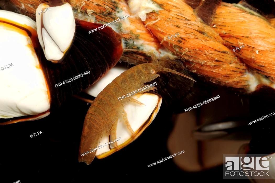 Imagen: Pelagic Isopod (Idotea metallica) adult, amongst Goose Barnacles (Pedunculata sp.) (captive).