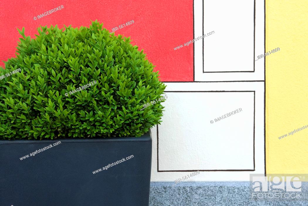 Stock Photo: Buxus common box (Buxus sempervirens) -shrub in container, next to painted wall in garden, Locarno, Ticino, Switzerland, Europe.