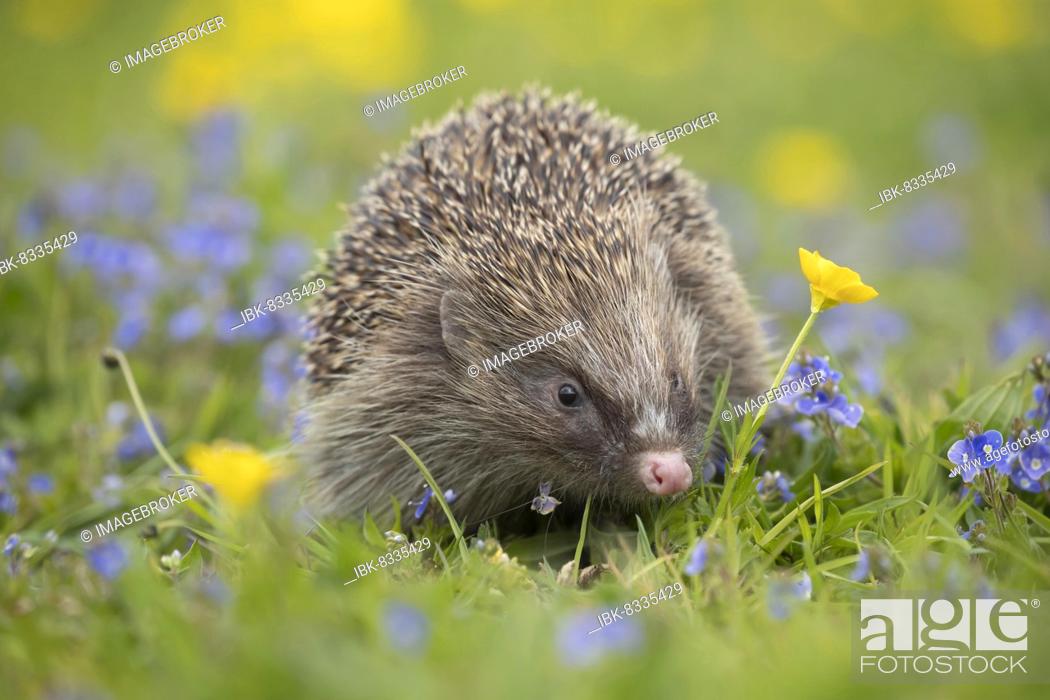 Stock Photo: European hedgehog (Erinaceus europaeus) adult walking in a meadow with Spring flowers, Suffolk, England, United Kingdom, Europe.