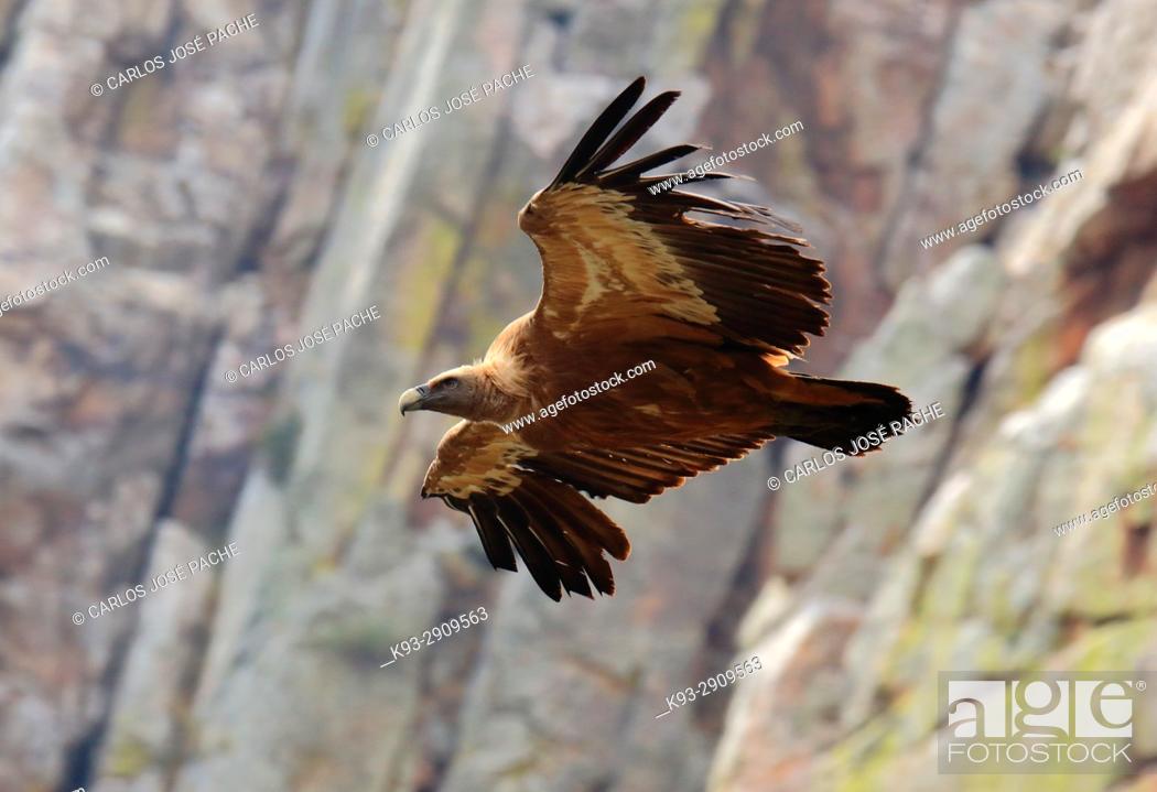 Stock Photo: Un Buitre Leonado 'Gyps fulvus' sobrevolando el Parque Nacional de Monfrague, Extremadura.