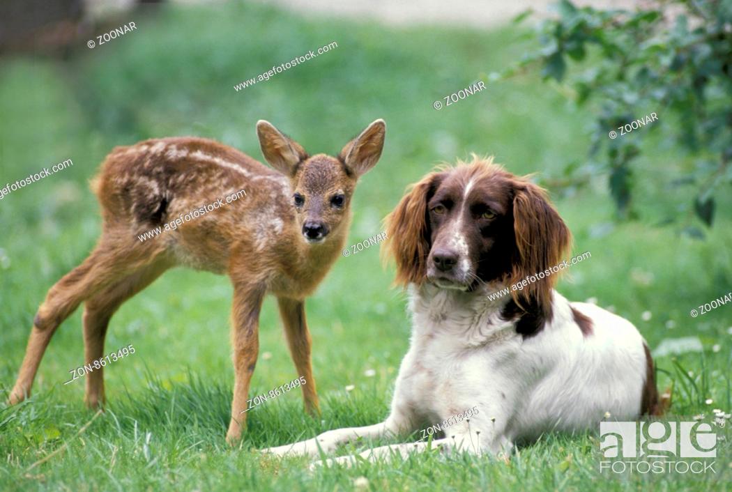 Stock Photo: Animal Friendship.
