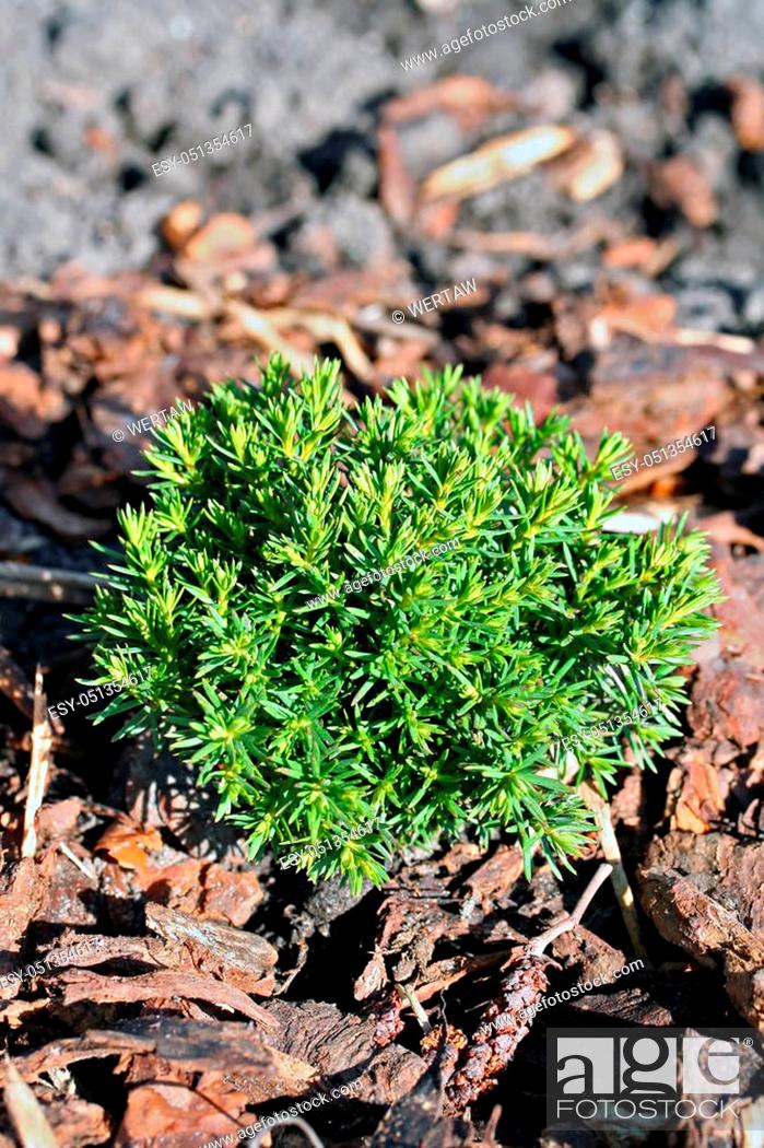 Stock Photo: Small thuja occidentalis Teddy in the garden, two years old plant.