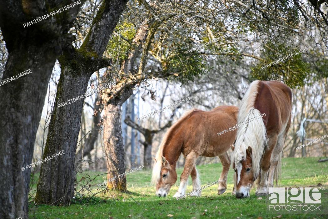 Stock Photo: 04 April 2021, Baden-Wuerttemberg, Laimnau: Two horses graze on a meadow under trees near Laimnau. Photo: Felix Kästle/dpa.