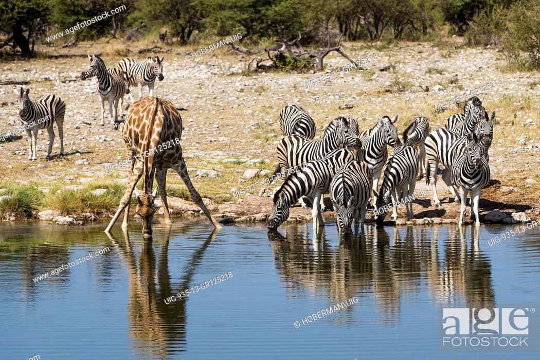 Giraffe And Other Animals Like Zebras Drinking Water At Waterhole, Stock  Photo, Picture And Rights Managed Image. Pic. UIG-935-13-GR125218 |  agefotostock
