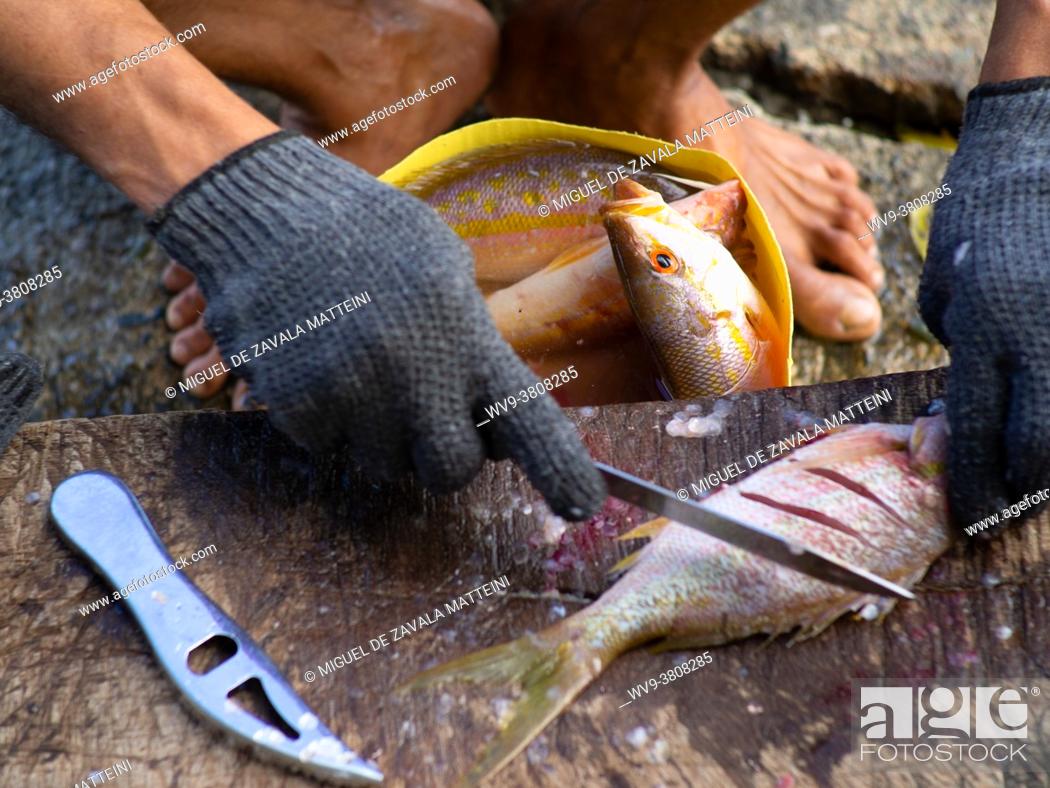Stock Photo: Hands of a Fisherman PREPARING fresh FISH.