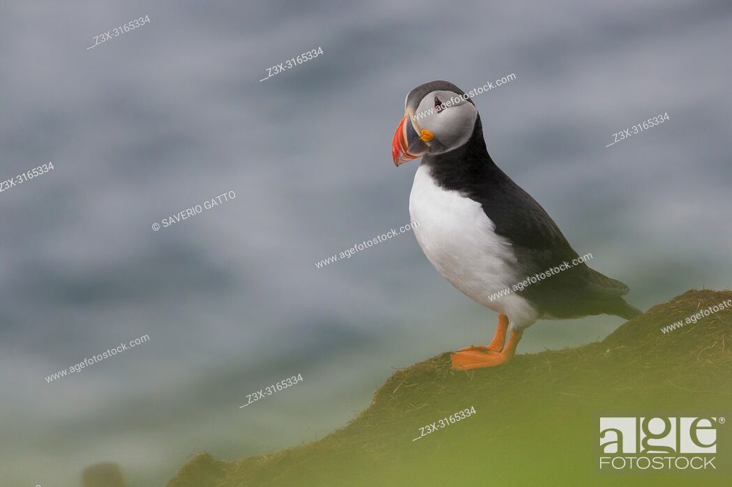 Photo de stock: Atlantic Puffin (Fratercula arctica), adult standing on the ground with sea in background.