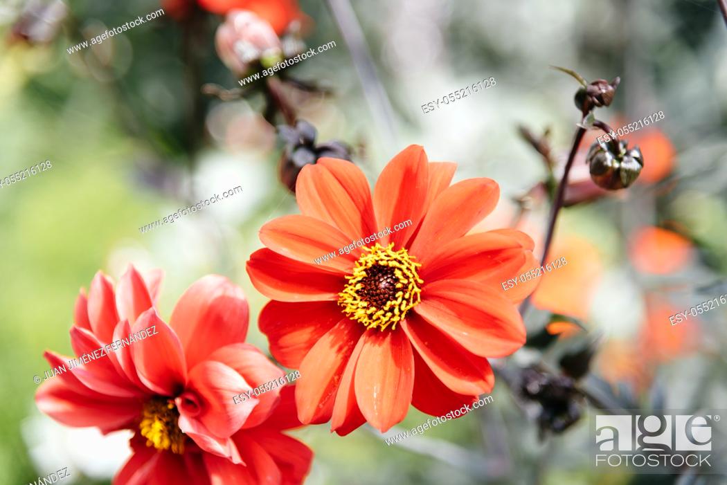Stock Photo: Closeup of red Zinnia flower in full bloom. Blurred background.
