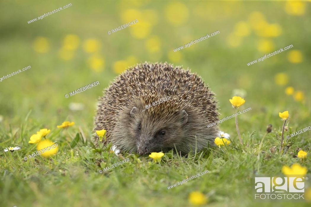 Stock Photo: European hedgehog (Erinaceus europaeus) adult walking in a Spring meadow with flowering Buttercups, Suffolk, England, United Kingdom, Europe.