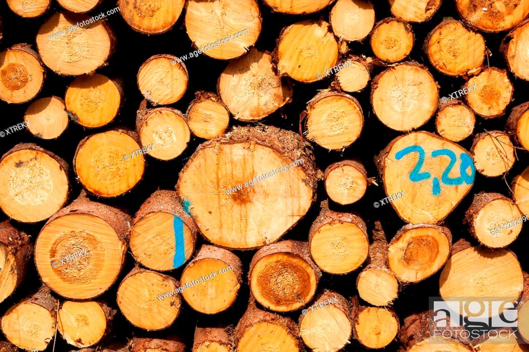 Stock Photo: Stack of spruce logs.