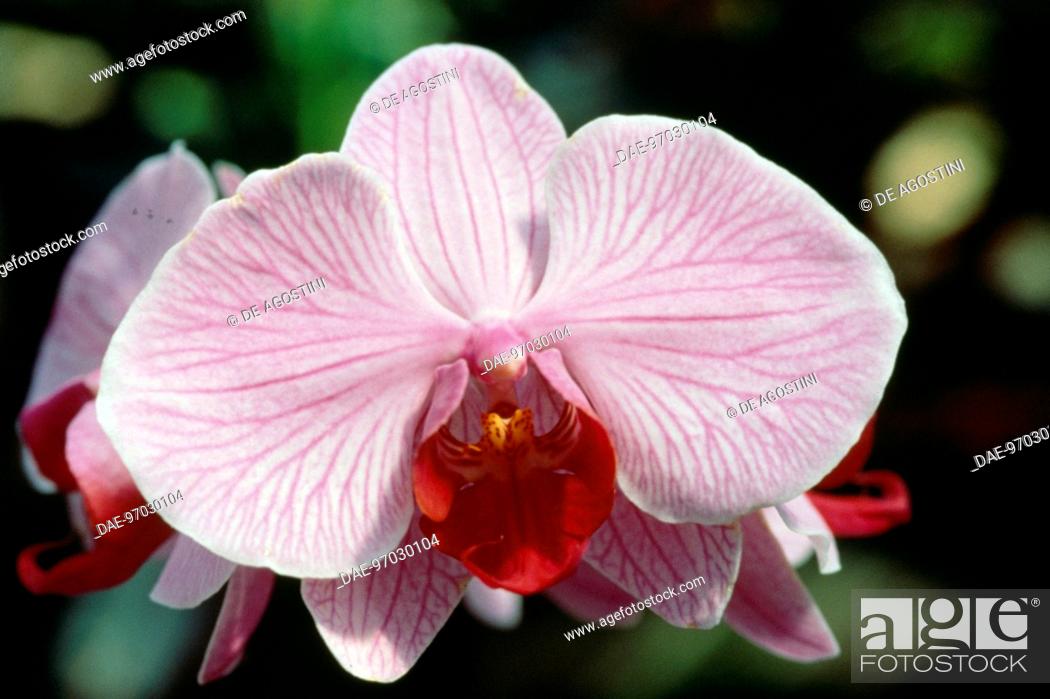 Stock Photo: Hybrid of Moth Orchid (Phalaenopsis), Orchidaceae.