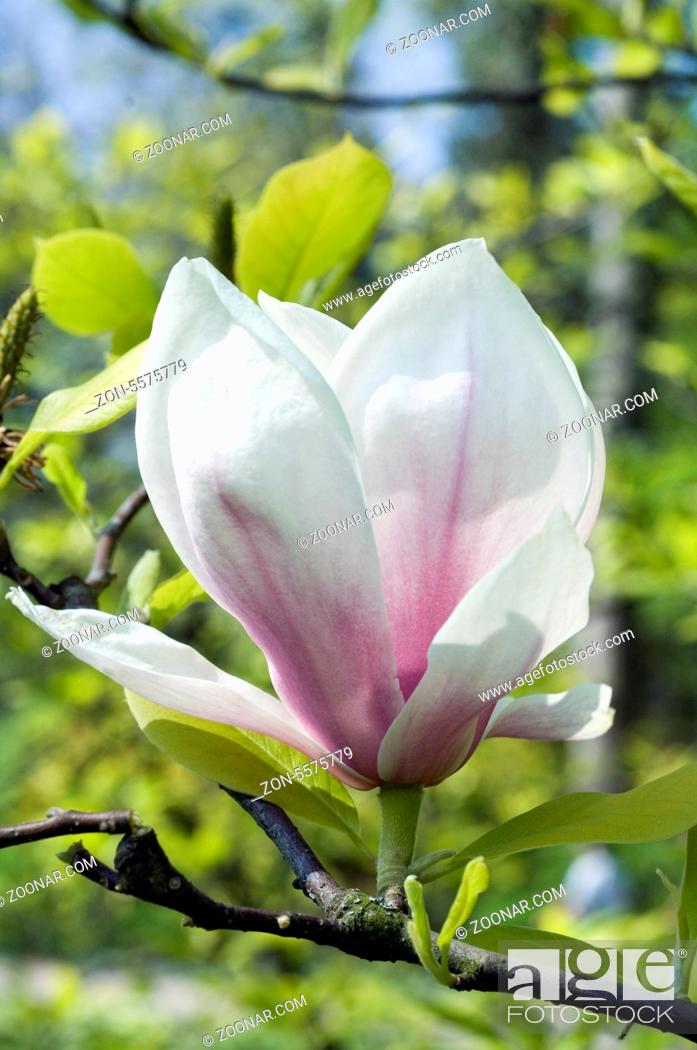 Stock Photo: Magnolienbluete; Magnolia,.