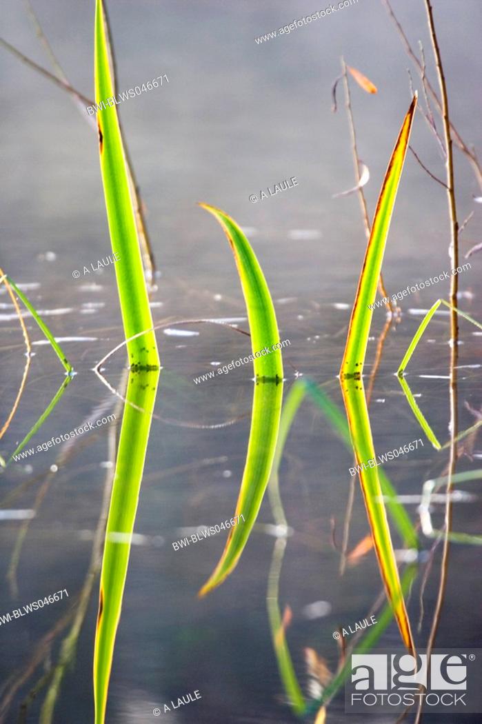 Stock Photo: common cattail, broad-leaved cattail, great reedmace, bulrush Typha latifolia, leaves grow out of the water with mirroring, Germany.