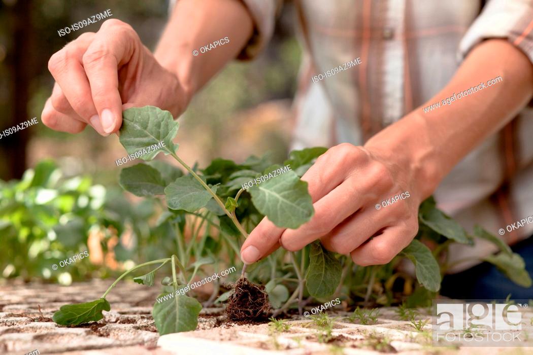 Stock Photo: Woman tending to young plants in garden, close-up.
