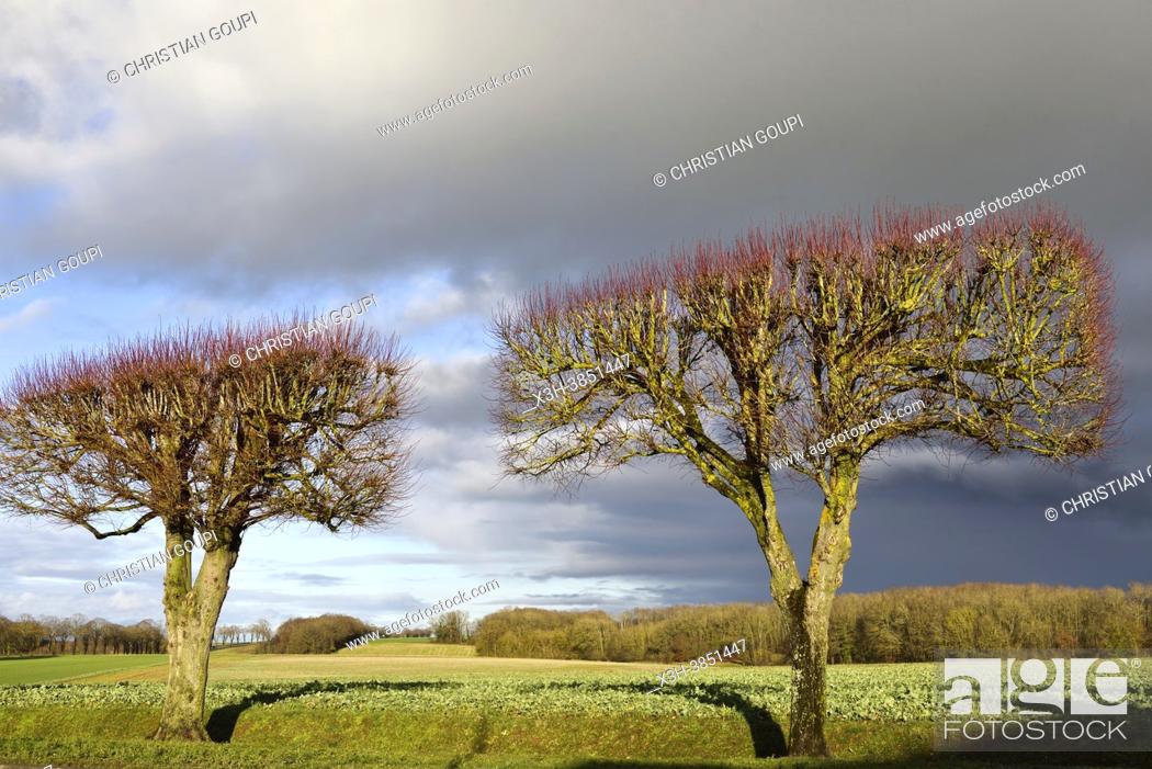 Photo de stock: Pruned lime trees bordering a country road under stormy sky, Eure-et-Loir department, Centre-Val-de-Loire region, France, Europe.