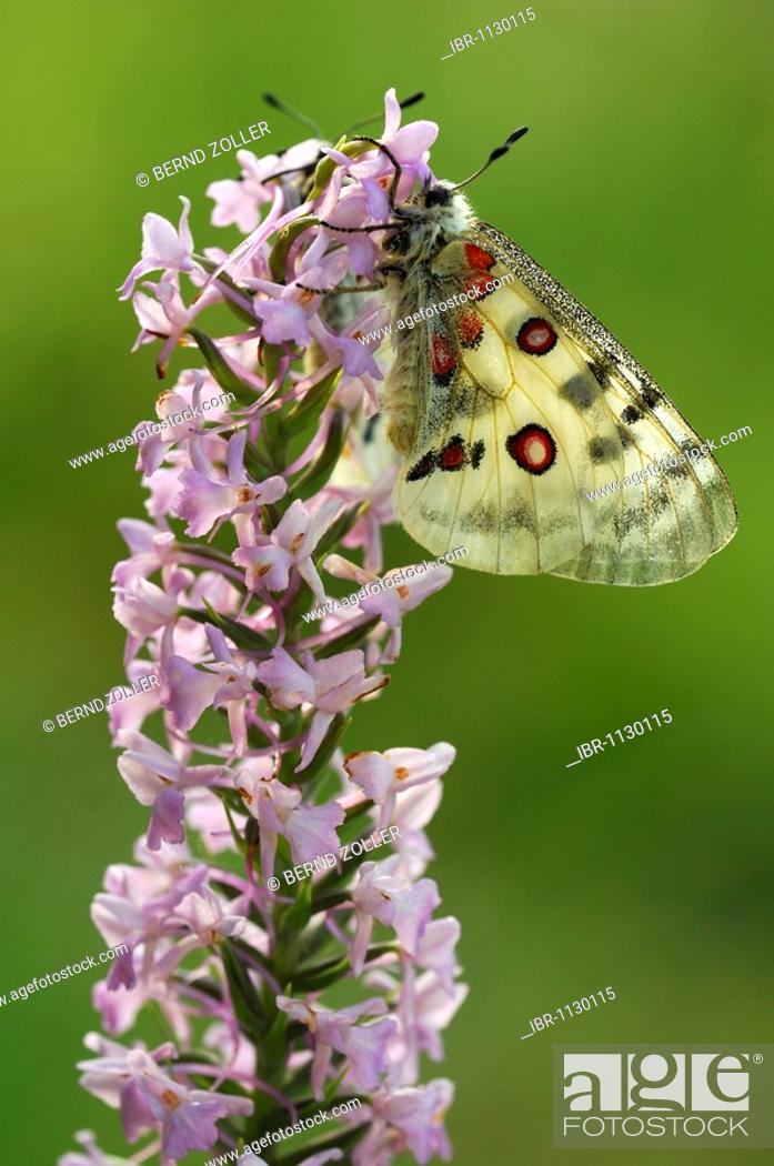 Stock Photo: Apollo (Parnassius apollo) resting on an orchid, Fragrant Orchid (Gymnadenia conopsea), Swabian Alb, Baden-Wuerttemberg, Germany, Europe.