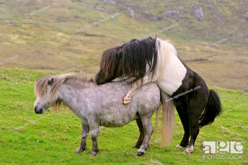 Stock Photo: Piebald Shetland Pony - stud and mare mating.