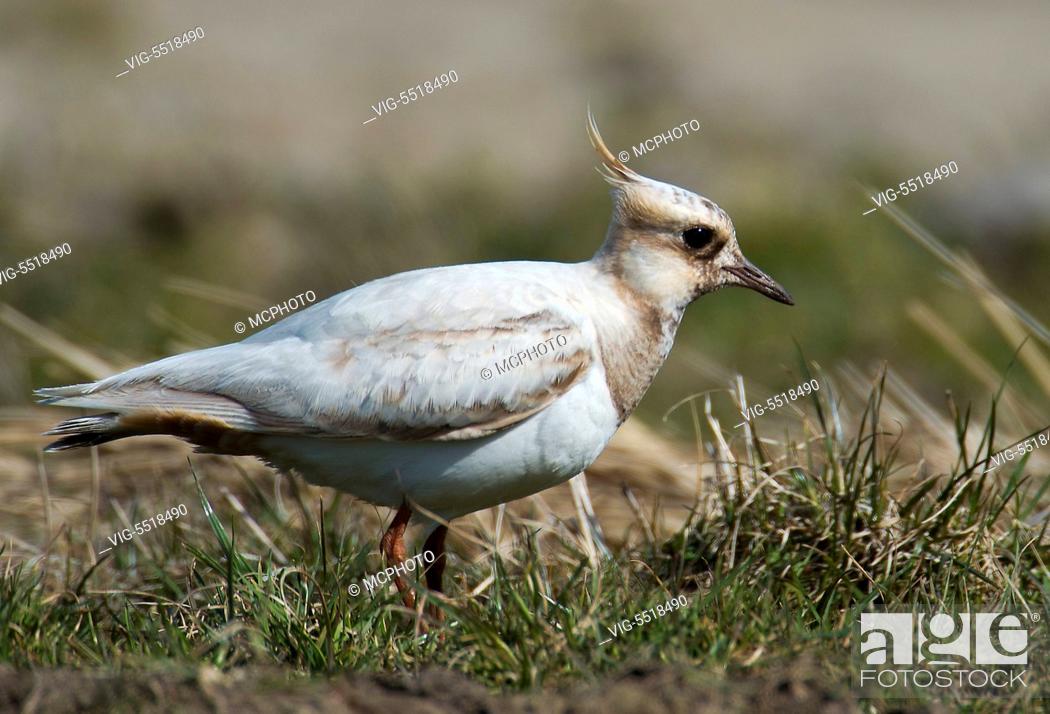 Photo de stock: A partial albinistic mutant of Northern Lapwing (Vanellus vanellus) from Tipperne, Denmark. - 03/08/2007.