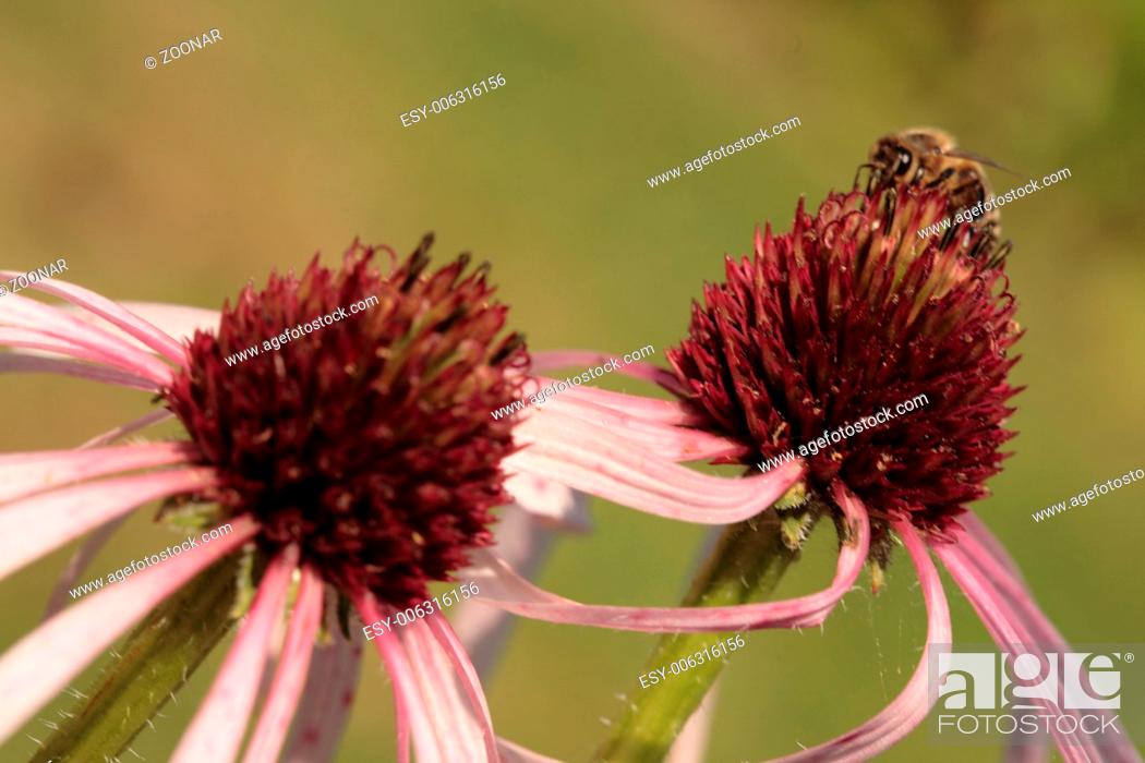 Stock Photo: Narrow-leaf Coneflower - Echinacea angustifolia.