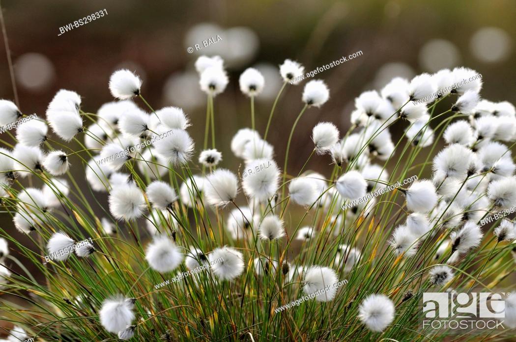 Stock Photo: tussock cotton-grass, hare's-tail cottongrass (Eriophorum vaginatum), fruiting, Germany, North Rhine-Westphalia.
