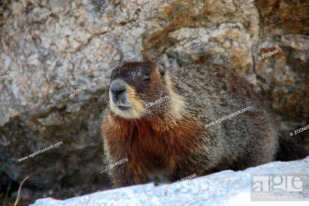 The Yellow-bellied Marmot Marmota flaviventris, also known as the Rock Chuck,  Stock Photo, Picture And Rights Managed Image. Pic. ZON-492016 |  agefotostock