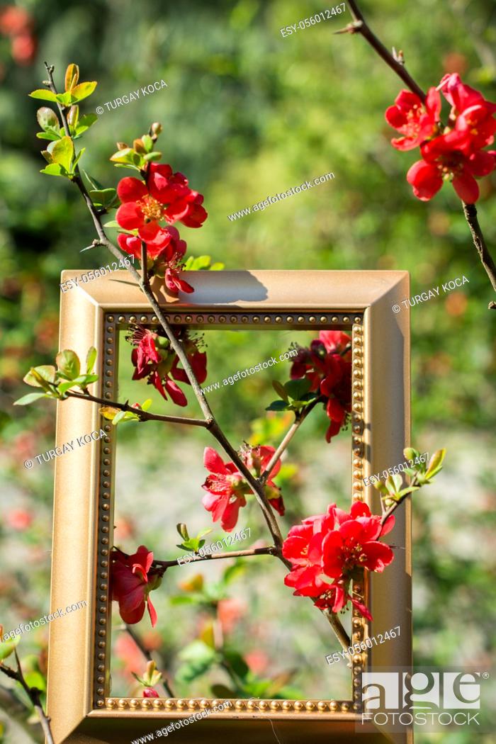Stock Photo: Tree bloom blossom beautiful flowers in wooden frame.