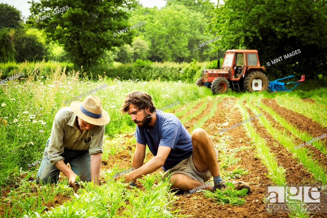 Stock Photo: Two men tending rows of small plants in a field.