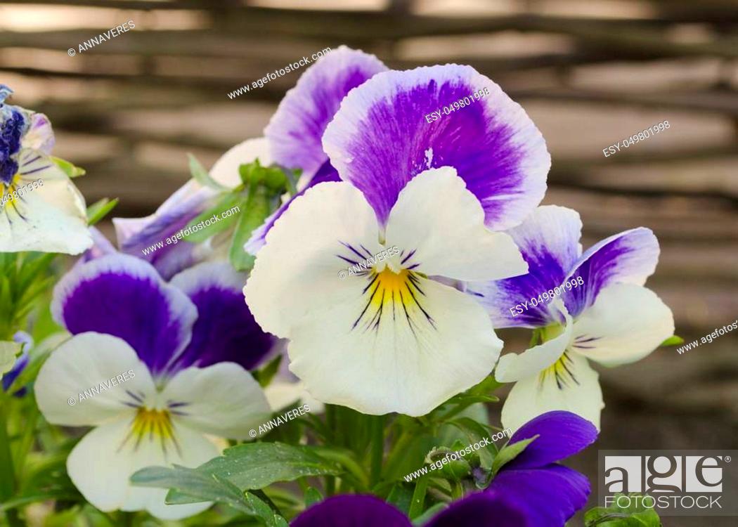 Stock Photo: Beautiful pansy viola flower in garden. Pansies close up. Bright flower. Fun blossoming spring flowers.