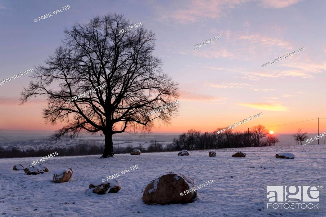 Stock Photo: Katharinen lime tree at sunset in winter, Esslingen on the Neckar, Baden-Württemberg, Germany.