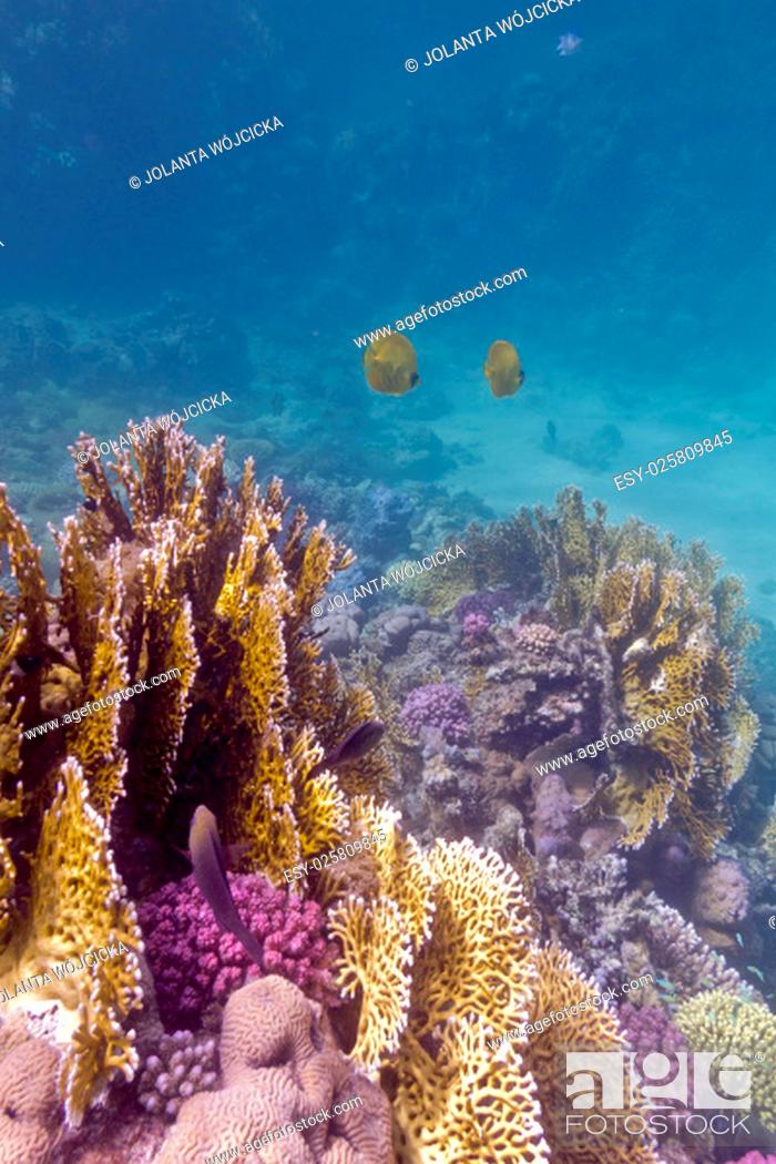 Stock Photo: coral reef with exotic fishes butterflyfishes on the bottom of tropical sea.