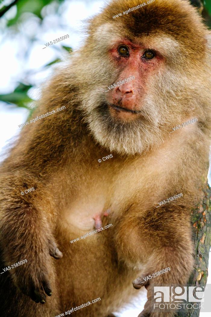 Stock Photo: Mt. Emei, Sichuan province, China - Close up of the cute macaque in the wild.