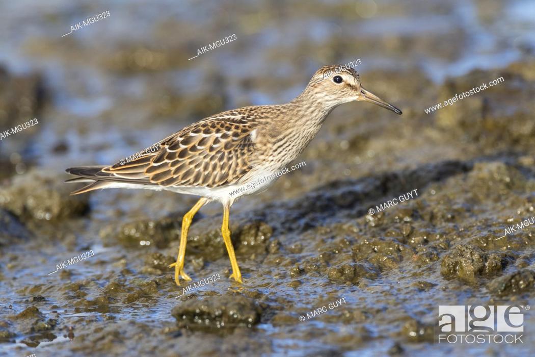 Stock Photo: First-winter Pectoral Sandpiper (Calidris melanotos) on the Azores in late August. A scarce vagrant to western Europe.