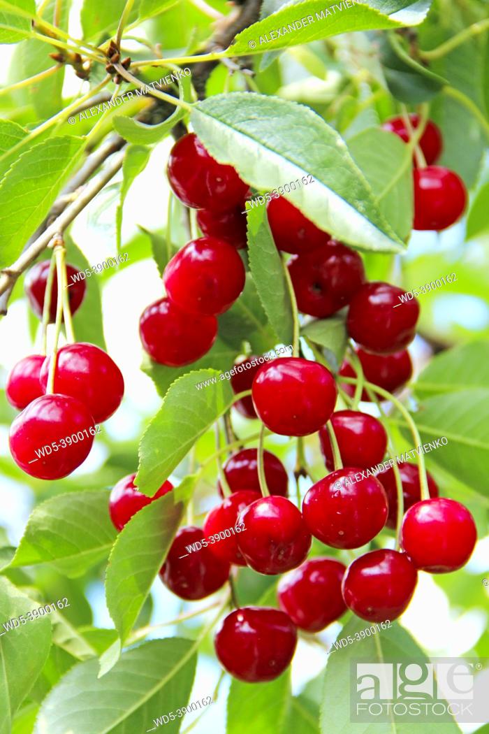 Photo de stock: Ripe cherry hanging on branch. Red berries of cherry hang on tree. Clusters of cherry berries.
