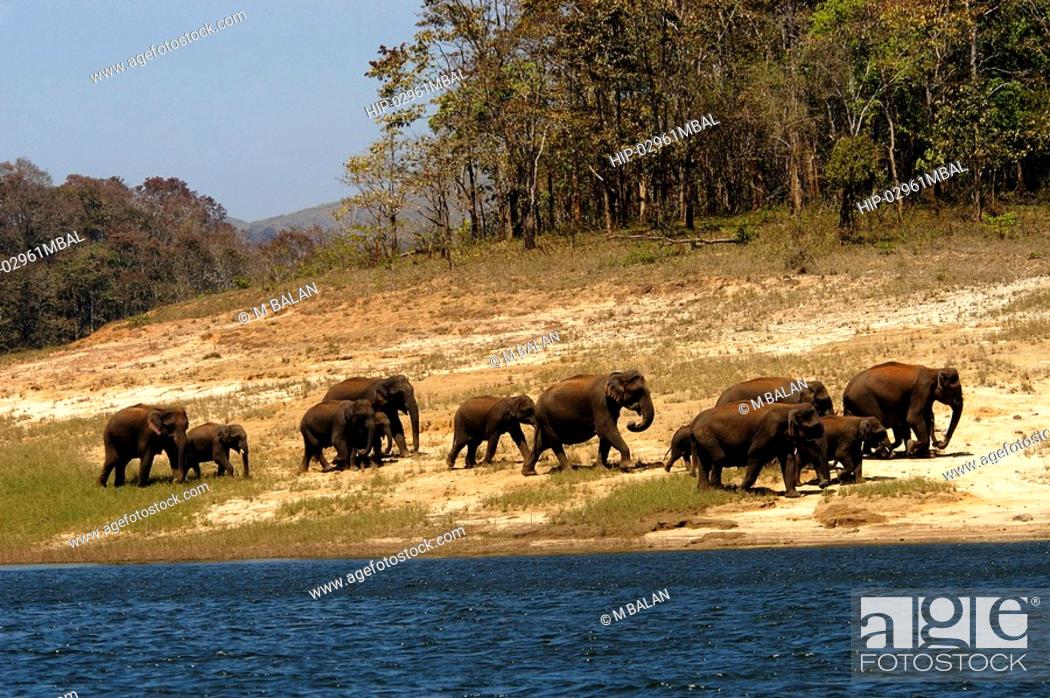 Stock Photo: WILD ASIATIC ELEPHANTS GRAZING, PERIYAR TIGER RESERVE, THEKKADY, IDUKKI DIST.