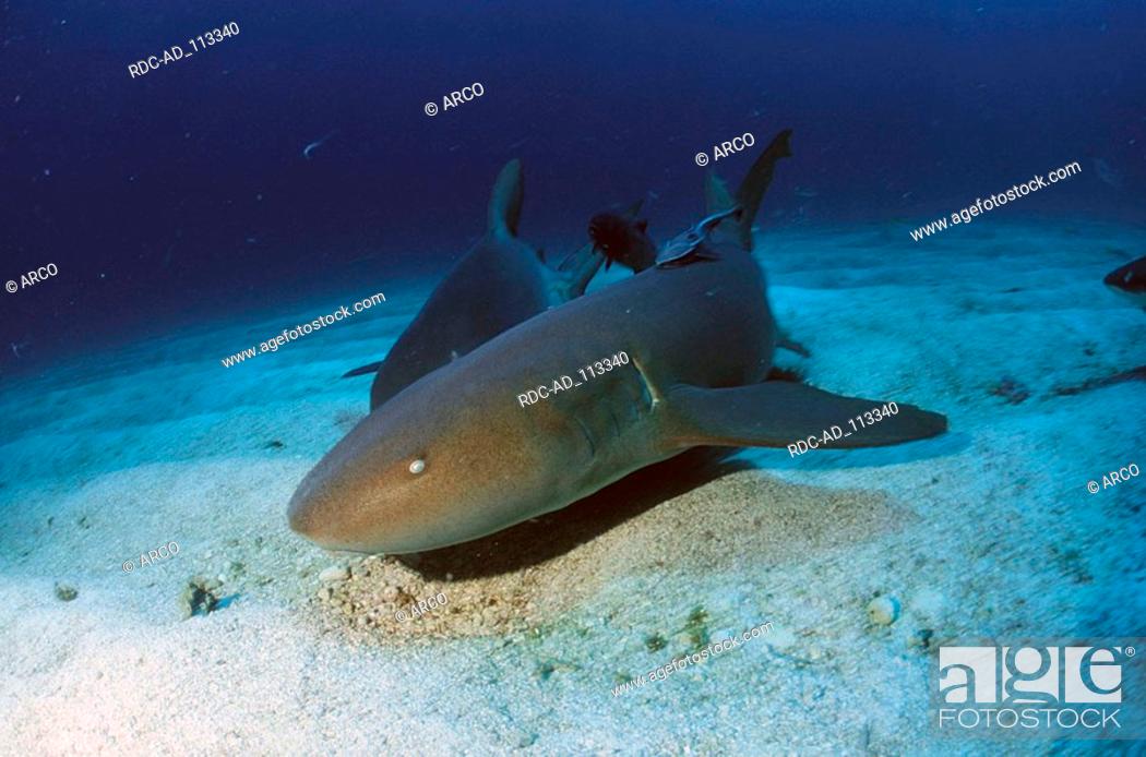 Stock Photo: Atlantic Nurse Sharks Bahamas Ginglymostoma cirratum.